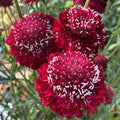 Scabiosa Seeds - Raspberry Red Pincushion Flower - 30 Fresh Seeds - 2025 Crop - Garden Flowers