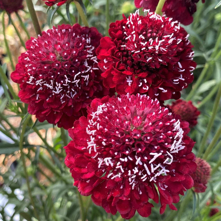 Scabiosa Seeds - Raspberry Red Pincushion Flower - 30 Fresh Seeds - 2025 Crop - Garden Flowers