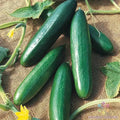 Diva Cucumber Seeds - 25+ Pack for Garden Planting - Cucumis sativus - USA Grown - Free Shipping