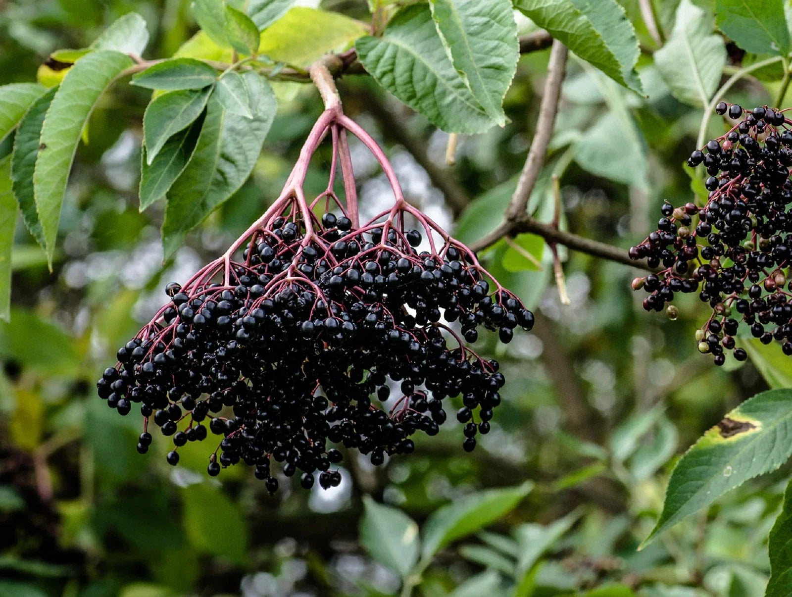 Elderberry Cuttings - 50 Black Bearing - Prized Variety for Growing Sambucus nigra