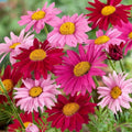 Painted Daisy Seeds 1,000 Count - Easy to Grow Perennial - Chrysanthemum Seed Pack for Planting