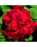 Ringo 2000 Red Geranium Seeds - 12 Fresh Flower Seeds - Pelargonium x hortorum