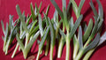 Ice Plant Succulent Live Cuttings 17 Pieces 3-5 Inches Coastal Pig Face (Delosperma spp.)