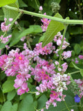 Mexican Creeper Vine Plant - Pollinator Friendly, Privacy Cover, Perfect for Bees, Antigonon leptopus