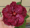 Double Dark Pink Hibiscus Seeds - 20 Perennial Flower Seeds for Exotic Hardy Garden - Hibiscus rosa-sinensis