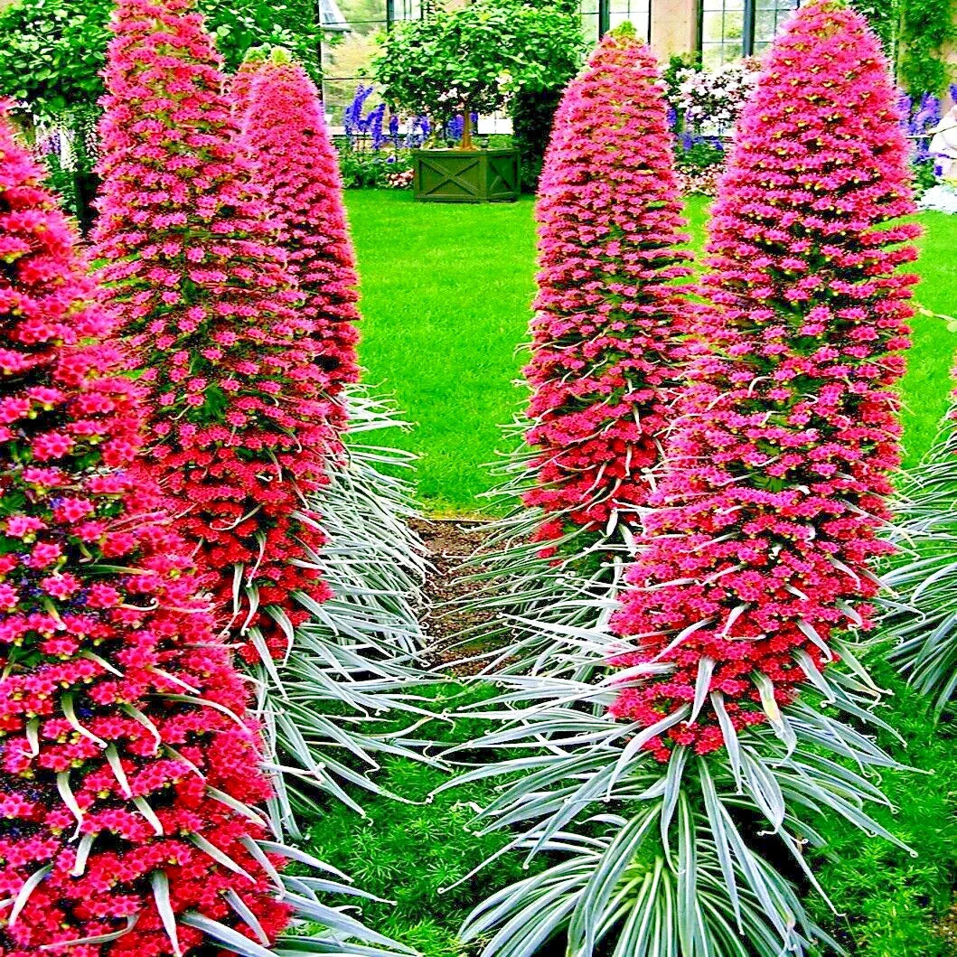 Tower of Jewels Seeds - 20 Pack - Red Hummingbird Flower - Echium Wildpretii Garden Seeds