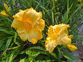 Daylily Bareroot - Hemerocallis 'Fergengi Gold' - Mature Eyes - Perennial Flowering Plant