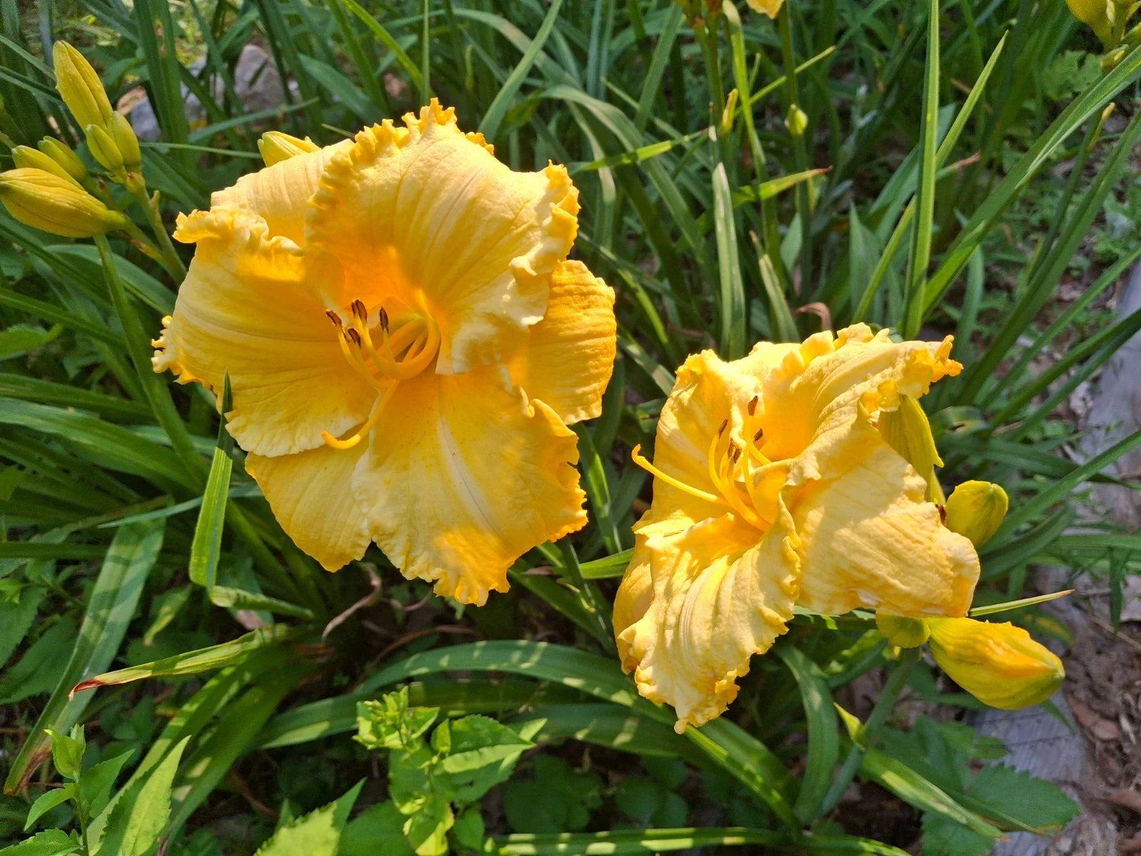 Daylily Bareroot - Hemerocallis 'Fergengi Gold' - Mature Eyes - Perennial Flowering Plant