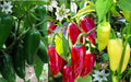Jumbo Jalapeño Pepper Seeds - 100+ Heirloom Seeds in Red, Green, Yellow Varieties - Capsicum annuum