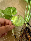 Syngonium ‘Berry Allusion’ Cutting - Rooted Live Plant, Easy Care Houseplant, Indoor Greenery - Perfect for Home Decor