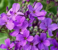 Dame's Rocket Flower Seeds 500+ Biennial Purple Blooms Hesperis matronalis for Garden Bees