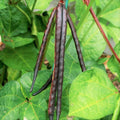 Knuckle Purple Hull Cowpea Seeds - Brown Crowder Variety for 2025 Planting - High-Quality Southern Seeds