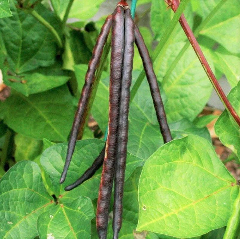 Knuckle Purple Hull Cowpea Seeds - Brown Crowder Variety for 2025 Planting - High-Quality Southern Seeds