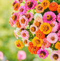 Zinnia Seeds Pack - 500 Non-GMO Petite Dwarf Button Box Mix - Colorful Annual Flowers for Garden Planting