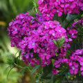 Joly Purple Carnation Seeds - 200+ Count for Garden Planting - Dianthus caryophyllus