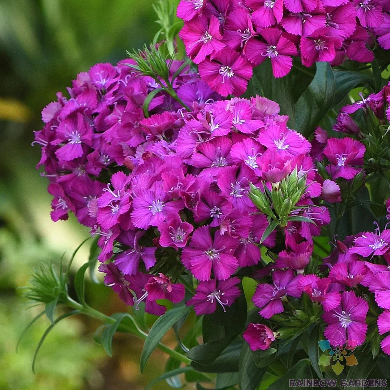 Joly Purple Carnation Seeds - 200+ Count for Garden Planting - Dianthus caryophyllus