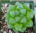 Haworthia Cooperi Var Obtusa - 3.5" Diameter Mature Succulent Plant, Rare Green Indoor Houseplant