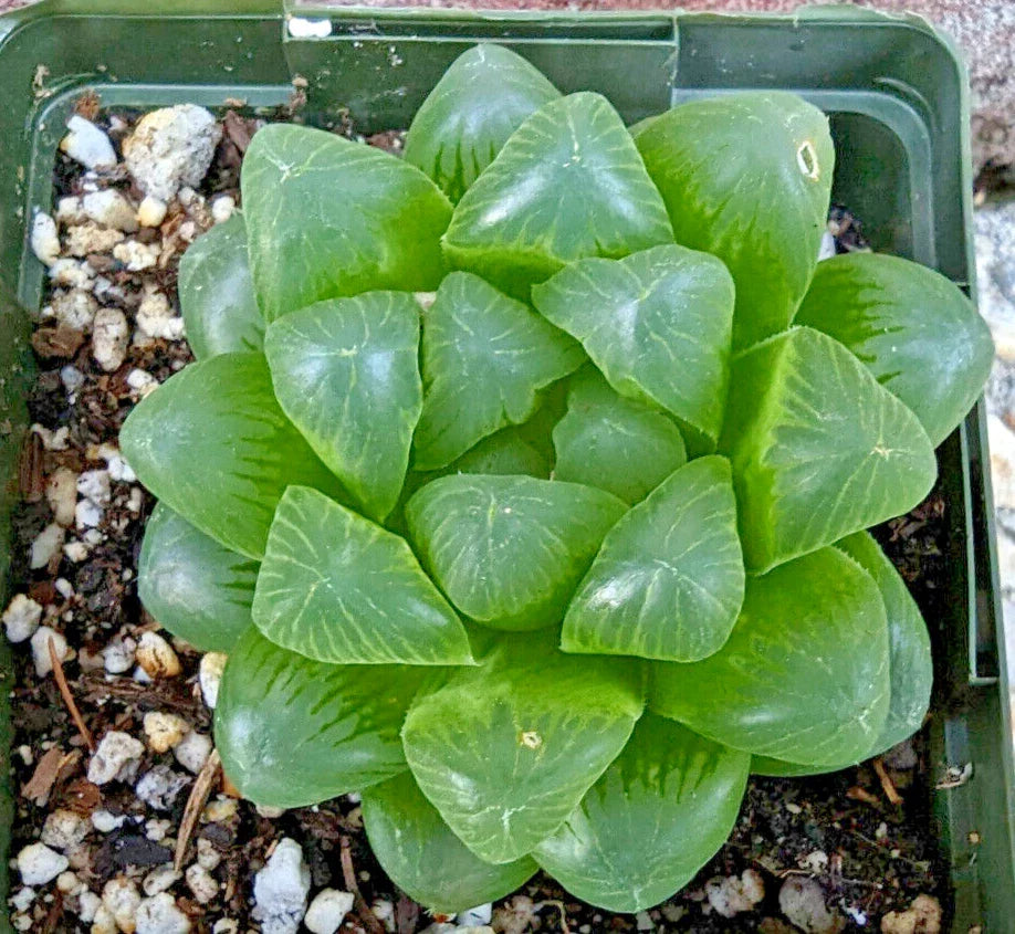 Haworthia Cooperi Var Obtusa - 3.5" Diameter Mature Succulent Plant, Rare Green Indoor Houseplant