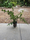 Large Barbados Cherry Tree 35" Tall Food Forest Florida Malpighia emarginata