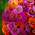 Zinnia Seeds Purple Dream Mix - Red Double Blooms for Butterflies & Hummingbirds - 100 Count