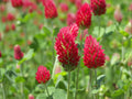 Crimson Clover Seeds - 200+ Fresh Seeds - Trifolium incarnatum - Cover Crop, Green Manure, Soil Improvement