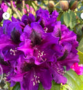 Rhododendron Starter Plant - Florence Parks - Well Rooted - Rare Variety - Perfect for Gardens and Landscapes