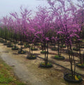 Set of 4 Eastern Redbud Trees - Cercis Canadensis - 6-12" Tall - Bare Root Seedlings