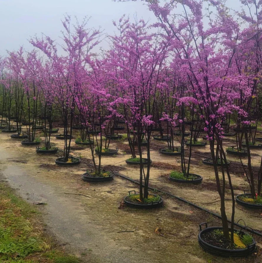 Set of 4 Eastern Redbud Trees - Cercis Canadensis - 6-12" Tall - Bare Root Seedlings