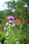 Swamp Thistle Seeds - 100 Pack - Native Cirsium muticum for Planting