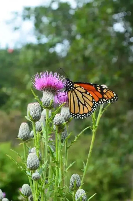 Swamp Thistle Seeds - 100 Pack - Native Cirsium muticum for Planting