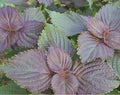 Perrilla Shiso Plant Starter 5+ Bare Roots Tia To Perennial Veggies (Perilla frutescens)