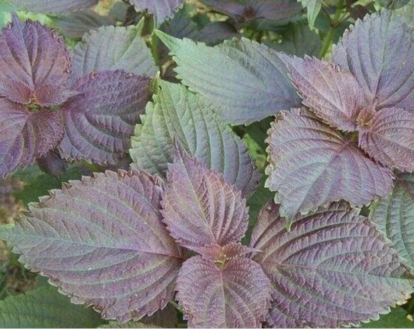 Perrilla Shiso Plant Starter 5+ Bare Roots Tia To Perennial Veggies (Perilla frutescens)