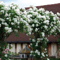Climbing White Rose Seeds - 10 Pack - Perennial Flower Bush - Rosa spp.