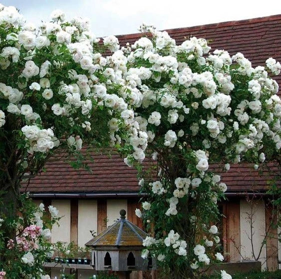 Climbing White Rose Seeds - 10 Pack - Perennial Flower Bush - Rosa spp.