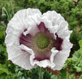 Poppy Seeds 500 Count ELKA WHITE / Tasmanian White Breadseed Giant Closed Edible Seeds Organic Papaver somniferum