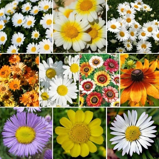Daisy Wildflower Seed Mix, 10 Species Variety Packet, Eco-Friendly Seeds, Leucanthemum vulgare & More