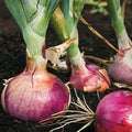 Red Burgundy Onion Seeds - Non-GMO Sweet Short Day Variety - Perfect for 2025 Planting (Allium cepa)