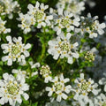 Candytuft Seeds - Tall Mix - 50+ Beautiful Pink, Lavender, White Flowers - Iberis umbellata