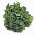 Broccoli Raab Seeds - Heirloom Variety, 25+ Seeds, Delicious Culinary Delight, Brassica rapa