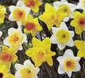 Narcissus Trumpet Daffodil Mix Bulbs 6-Pack Yellow White Orange Pink Flowering Plant