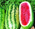 Jubilee Watermelon Seeds - Fresh Watermelon Seeds for Planting - Citrullus lanatus