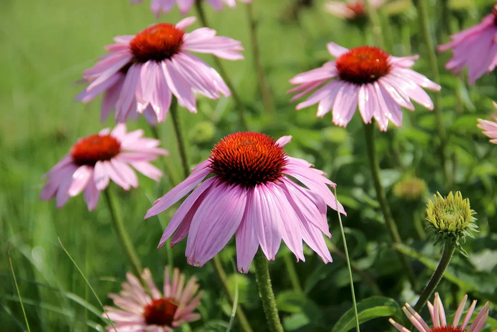 Light Purple Coneflower Seeds - 200+ Count - Echinacea purpurea - Garden Planting, USA