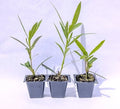 Oleander Live Plants, 2.5" Nursery Cubes, Red Variety, Nerium oleander, Jannoch Oleander