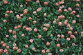 Strawberry Clover Seeds - 250+ Fresh Seeds - Trifolium fragiferum - Ideal for Lawns & Gardens