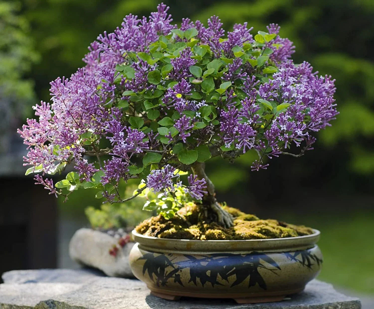 Purple Lilac Bonsai Seeds - 30 Pack - Stunning Purple Blooming Tree - Syringa vulgaris