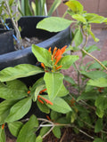Orange Justicia Mexican Honeysuckle Cuttings, 3 Pieces, 4" Each, Justicia spicigera