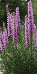 Liatrus Spicata Seeds, Blazing Star Perennial, 50 Pack, Flower Garden Seeds, Native Wildflower Seeds