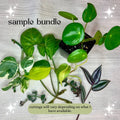 Mystery Plant Cuttings - Pothos N'Joy, Pearls & Jade, Monstera, Variegated - Ideal for Home or Office Decor