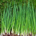 Heirloom Tokyo Long White Onion Seeds - 100+ Non-GMO Seeds, Great for Salads, Allium fistulosum