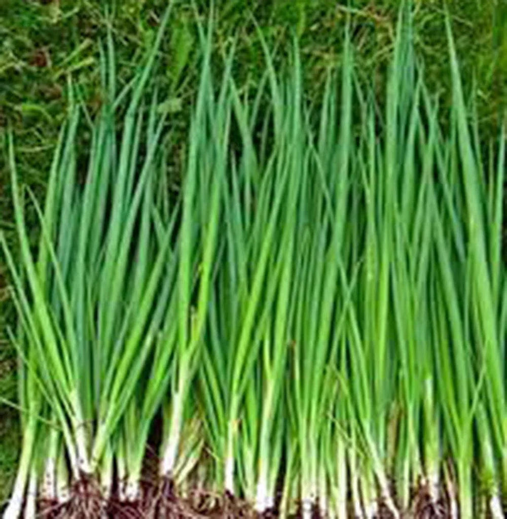 Heirloom Tokyo Long White Onion Seeds - 100+ Non-GMO Seeds, Great for Salads, Allium fistulosum